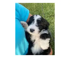 Standard bernedoodle puppies for sale - 5