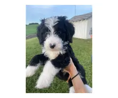 Standard bernedoodle puppies for sale - 6