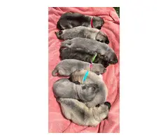 8 beautiful Alaskan Shepherd puppies for sale - 2