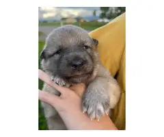 8 beautiful Alaskan Shepherd puppies for sale - 3