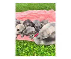 8 beautiful Alaskan Shepherd puppies for sale - 4