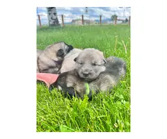 8 beautiful Alaskan Shepherd puppies for sale - 5