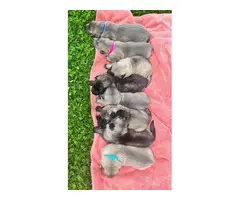 8 beautiful Alaskan Shepherd puppies for sale - 6