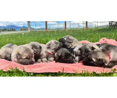 8 beautiful Alaskan Shepherd puppies for sale - 7