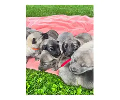 8 beautiful Alaskan Shepherd puppies for sale - 8