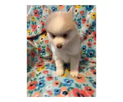 3 Pomsky puppies for sale - 2