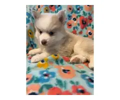 3 Pomsky puppies for sale - 3