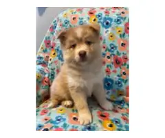 3 Pomsky puppies for sale - 4