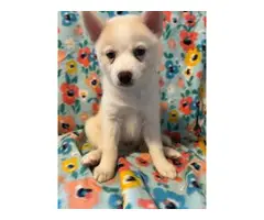 3 Pomsky puppies for sale - 5