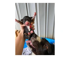8 Aussie puppies available - 6