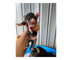 8 Aussie puppies available - 7