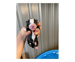 8 Aussie puppies available - 8