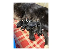 8 Aussie puppies available - 9