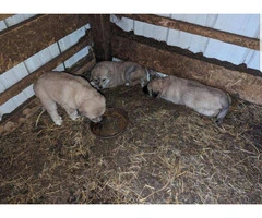 3 Anatolian Shepherd puppies for sale