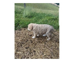 3 Anatolian Shepherd puppies for sale - 2