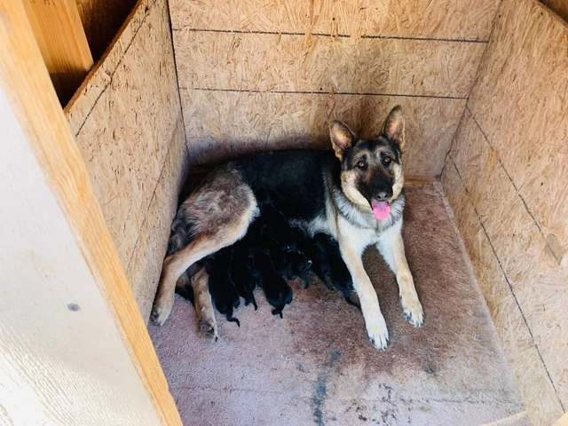 Purebred 9 weeks old GSD puppies - 5/6