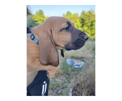 7 bloodhound puppies with AKC papers - 2