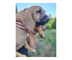 7 bloodhound puppies with AKC papers - 3