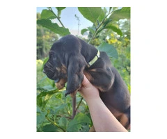 7 bloodhound puppies with AKC papers - 4