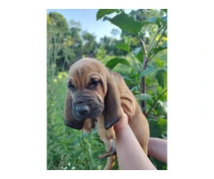 7 bloodhound puppies with AKC papers - 5