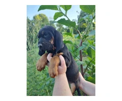 7 bloodhound puppies with AKC papers - 6