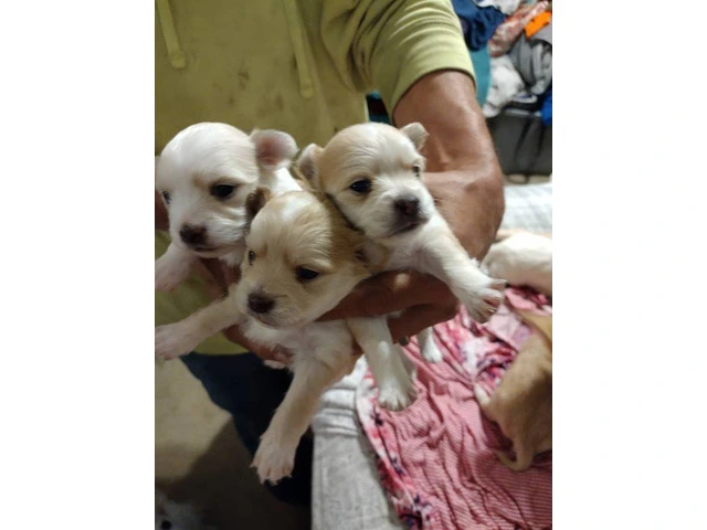 Fullblooded Longhaired Chihuahua puppies for sale - 1/5