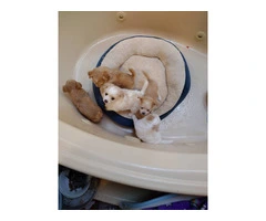 Fullblooded Longhaired Chihuahua puppies for sale - 2