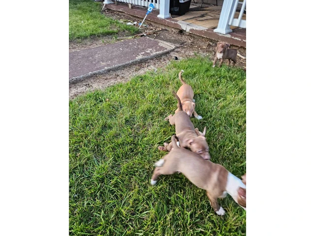 9 weeks old APBT puppies - 4/10