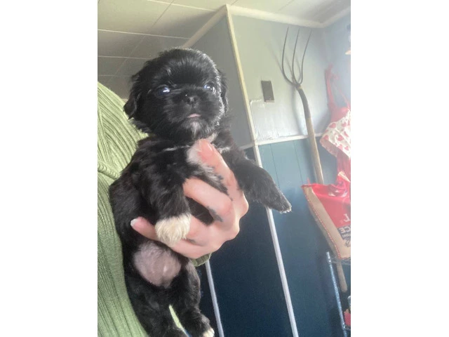 Pekingese Puppies available for adoption - 1/3