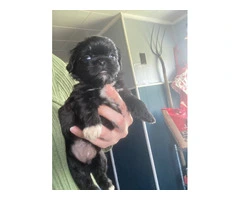 Pekingese Puppies available for adoption