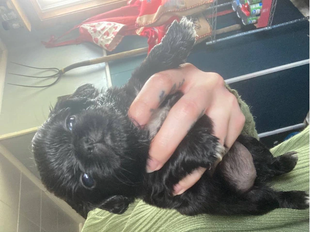 Pekingese Puppies available for adoption - 2/3