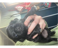Pekingese Puppies available for adoption - 2