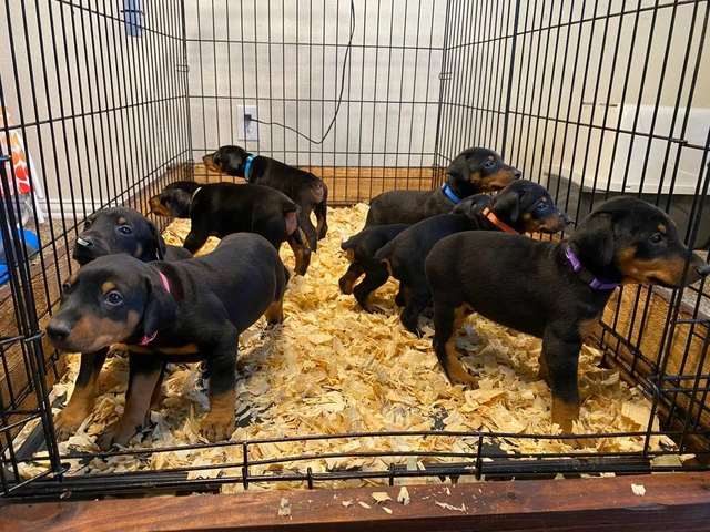 8 Doberman puppies for adoption - 1/15
