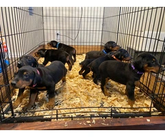 8 Doberman puppies for adoption