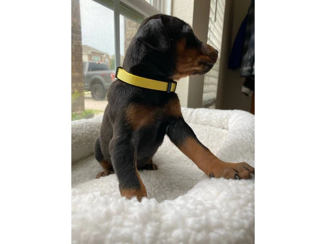 8 Doberman puppies for adoption - 2/15