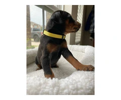 8 Doberman puppies for adoption - 2
