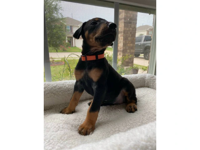 8 Doberman puppies for adoption - 4/15