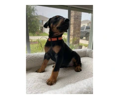 8 Doberman puppies for adoption - 4