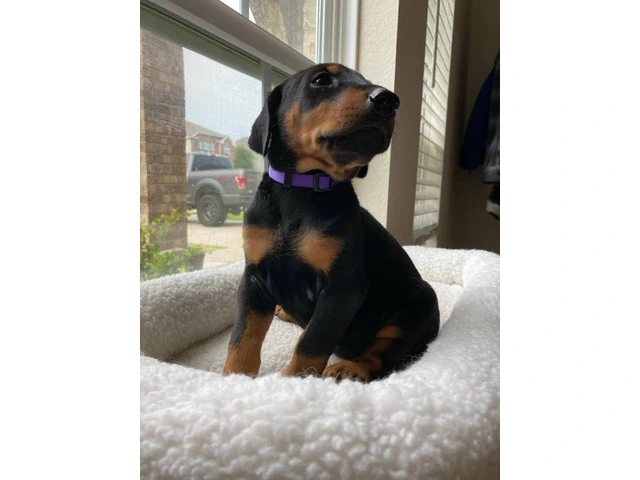 8 Doberman puppies for adoption - 5/15