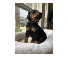 8 Doberman puppies for adoption - 5