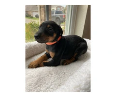 8 Doberman puppies for adoption - 6
