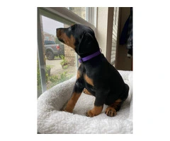 8 Doberman puppies for adoption - 7