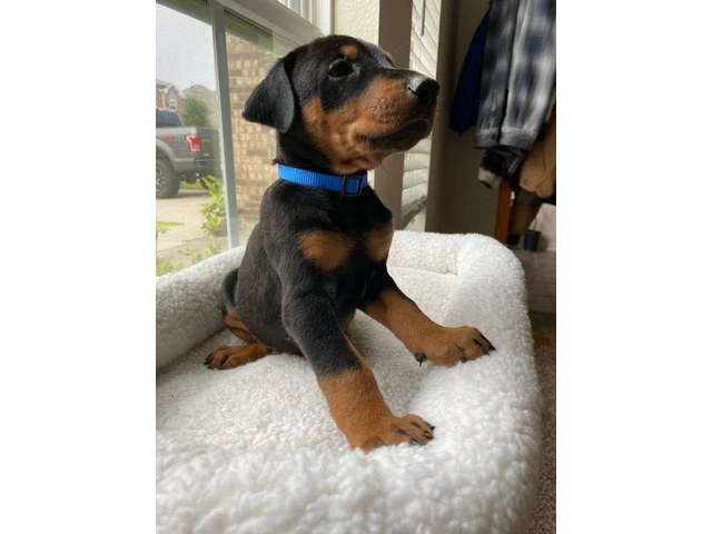 8 Doberman puppies for adoption - 9/15
