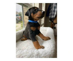 8 Doberman puppies for adoption - 9