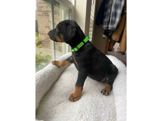 8 Doberman puppies for adoption - 10/15