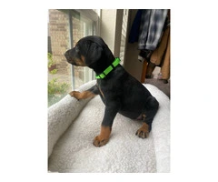 8 Doberman puppies for adoption - 10