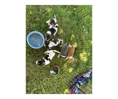 6 Raggle puppies for sale