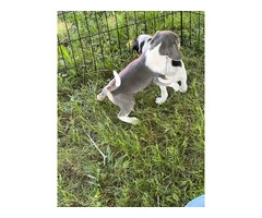 6 Raggle puppies for sale - 2