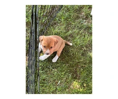 6 Raggle puppies for sale - 4