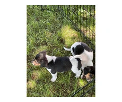 6 Raggle puppies for sale - 5